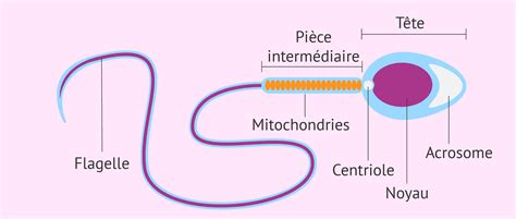 temps spermatozoïdes ovule|Combien de Temps Faut